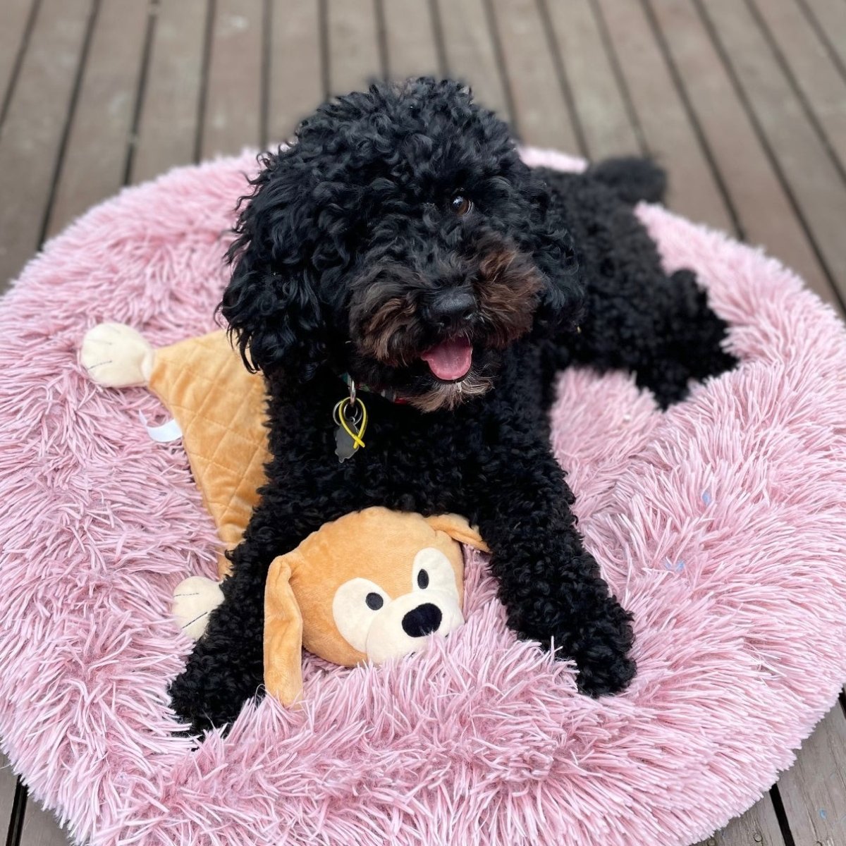 Puppy Comforter - Bingo The Dog