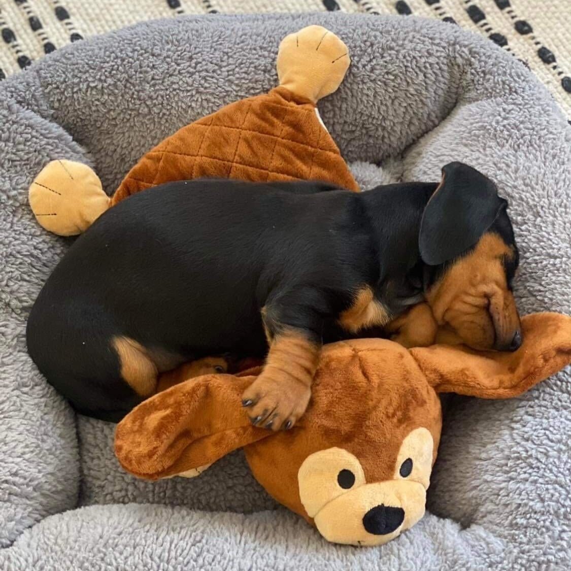 Puppy Comforter - Frankie The Dog