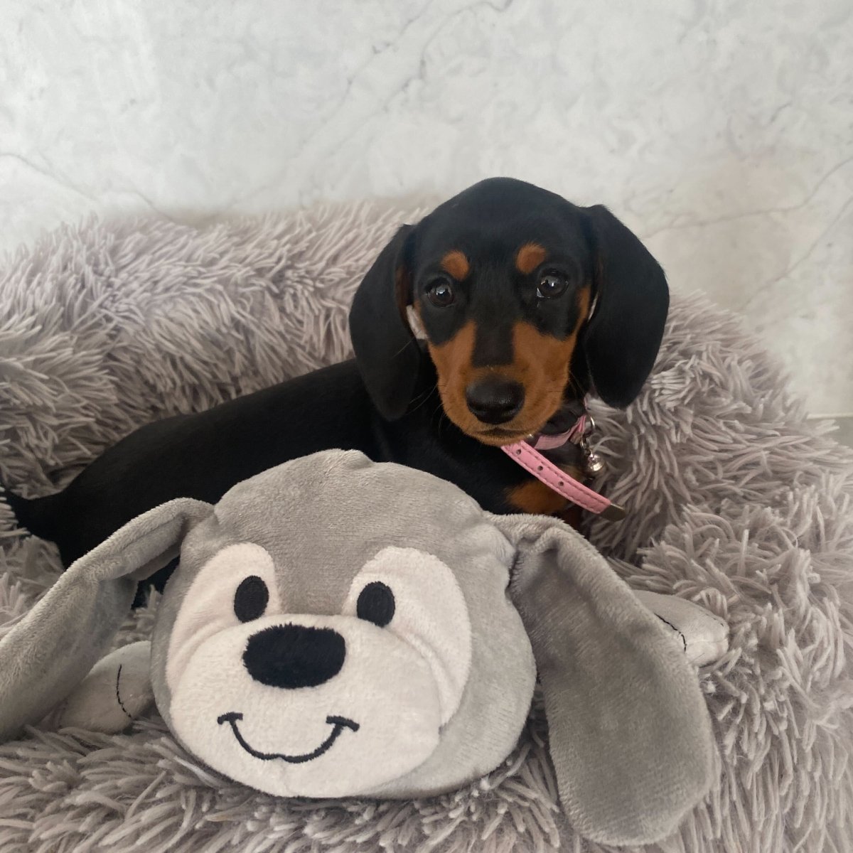 Puppy Comforter - Scout The Dog